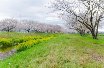 Obraz premium 川沿いの桜並木