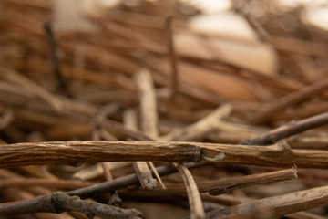 Fresh new pigeon egg in the wooden  thin stick nest  on the concrete balcony during april sunny day in Wroclaw, Poland