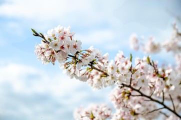 ソメイヨシノの枝と花