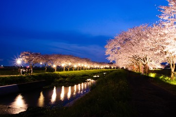 薄暮の夜桜