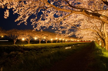 夜桜と桜並木