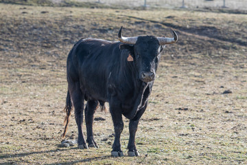 un toro con la punta de los pitones negra