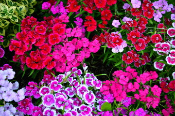 Flowers Pink