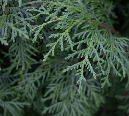 A close-up photo of the Chinese thuja leaves, whose Latin name is thuja sutchuenensis. Close up.