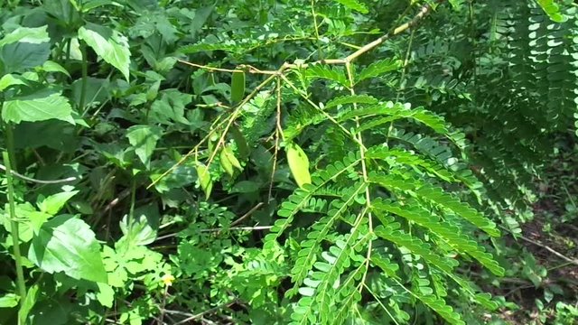 Biancaea sappan (Caesalpinia sappan L., sappanwood, secang, sepang, Indian redwood) with natural background. This plant in Indonesia is used as drink and herbal medicine.