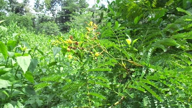 Biancaea sappan (Caesalpinia sappan L., sappanwood, secang, sepang, Indian redwood) with natural background. This plant in Indonesia is used as drink and herbal medicine.