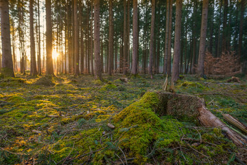 Last sunlight of the day creates a charming mood in a green forest and a mystical feeling, pure nature sunset photo.