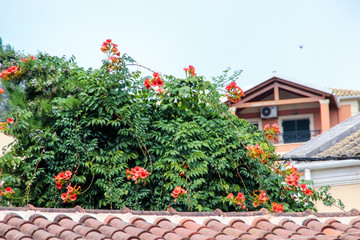 Fototapeta na wymiar Corfu South Mediterranean cosy streets, towns, architecture, deign, buildings, pattern Greece 