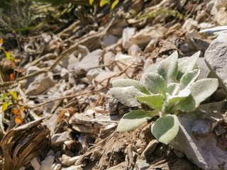 Planta en forma de flor a la orilla derecha.