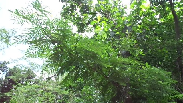 Biancaea sappan (Caesalpinia sappan L., sappanwood, secang, sepang, Indian redwood) with natural background. This plant in Indonesia is used as drink and herbal medicine.