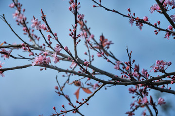 Cherry flowers in spring, cherry blossom tree, romantic concept.