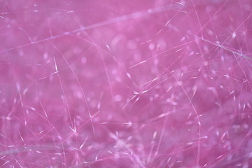 핑크뮬리 클로즈업 사진