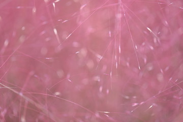 핑크뮬리 클로즈업 사진