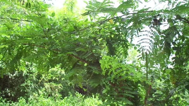 Biancaea sappan (Caesalpinia sappan L., sappanwood, secang, sepang, Indian redwood) with natural background. This plant in Indonesia is used as drink and herbal medicine.