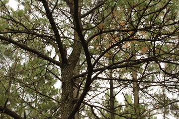 Medio día en el campo (In the camp, forest, tree, country)
