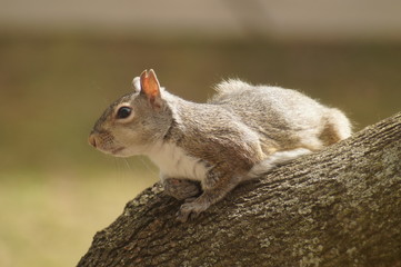 squirrel