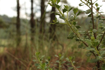 Medio día en el campo (In the camp, forest, tree, country)
