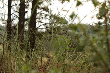 Medio día en el campo (In the camp, forest, tree, country)