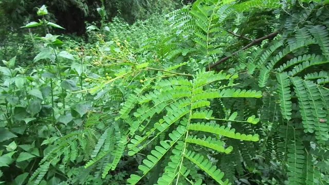Biancaea sappan (Caesalpinia sappan L., sappanwood, secang, sepang, Indian redwood) with natural background. This plant in Indonesia is used as drink and herbal medicine.