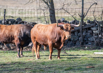 Espectacular toro con grandes cuernos 