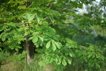 Fototapeta na wymiar Part of a chestnut tree with lush green leaves on a branch