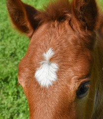 Pretty Close up foal head horse