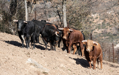 Fototapeta premium una manda de toros con diferentes y bonitos pelajes