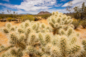 cactuses in the desert