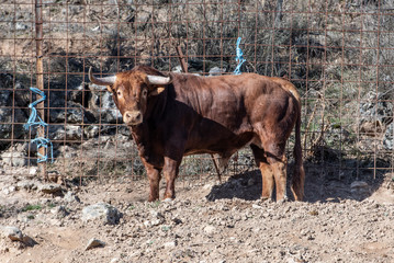Un imponente toro marrón 