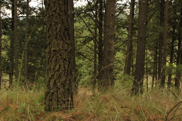 Medio día en el campo (In the camp, forest, tree)