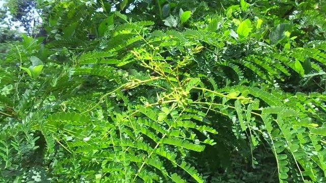 Biancaea sappan (Caesalpinia sappan L., sappanwood, secang, sepang, Indian redwood) with natural background. This plant in Indonesia is used as drink and herbal medicine.