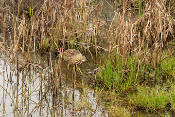 An American Bittern, Botaurus lentiginosus, in water by reeds in marsh at the Port Aransas Nature Preserve in Texas.