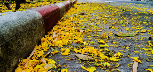 The edge of the footpath has yellow flowers falling.