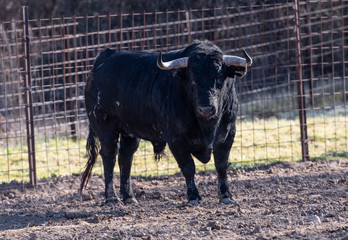 Un toro delante de una valla de metal