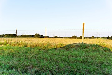 Field of grass