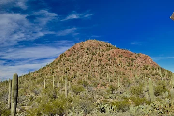 Foto op Canvas montagne de cactus © nicolas