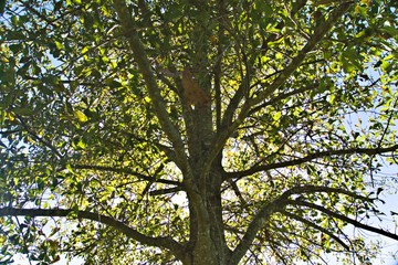 Sun shinning through tree