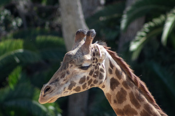 California Wildlife scenery