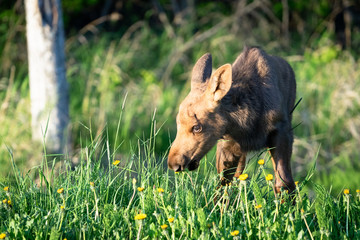 Moose Calf
