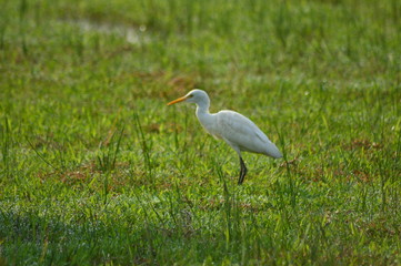 great blue heron in the grass,white heron on grass with blurred background on paddy field hunting.