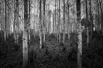 dark scene of rubber forest for dramatic background