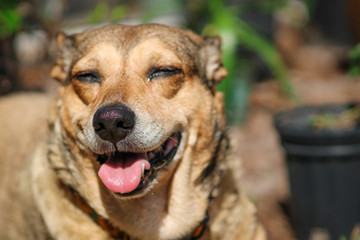 Fototapeta premium Smiling dog