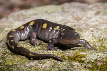 Spotted salamander on a lichen-covered rock - Ambystoma maculatum