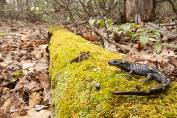 Adult spotted salamander on a mossy log - Ambystoma maculatum