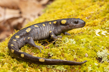 Adult spotted salamander on a mossy log - Ambystoma maculatum