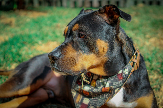 Pitbull / Rottweiler Mix 