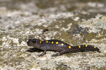 Baby spotted salamander on a mossy rock  - Ambystoma maculatum