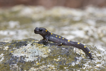 Baby spotted salamander on a mossy rock  - Ambystoma maculatum