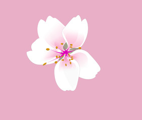 Flower illustration on isolate background .  floral vintage flat design.
