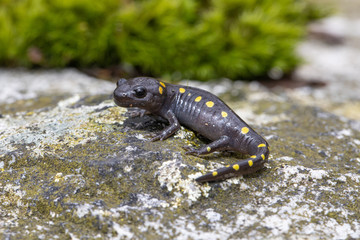Baby spotted salamander on a mossy rock  - Ambystoma maculatum